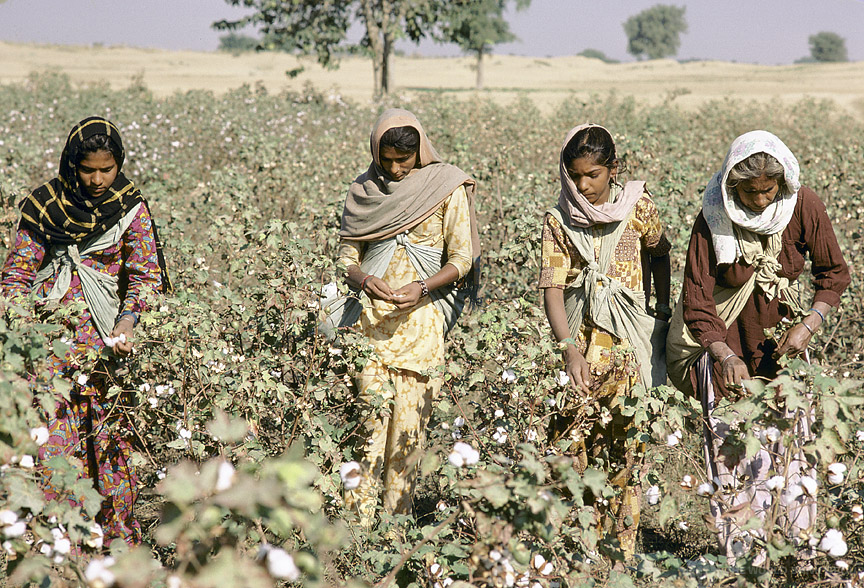 Save Cotton Farmers; Reinstate Import Duties On Cotton